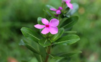 Periwinkle – the great herb to combat Diabetes and Cancer