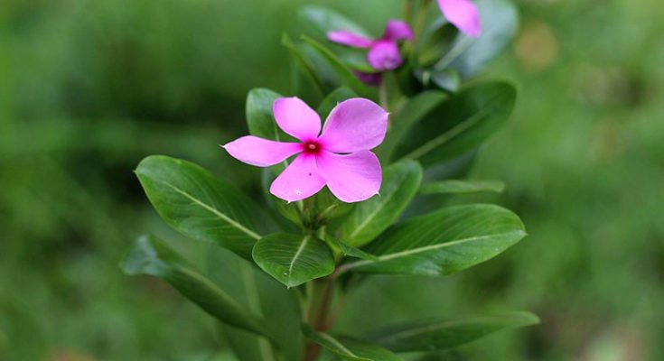 Periwinkle – the great herb to combat Diabetes and Cancer