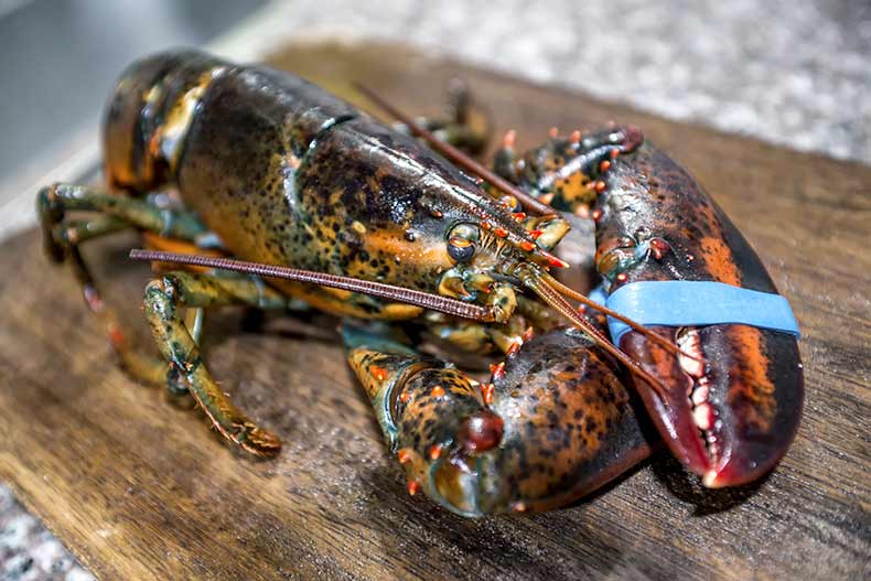 Strict law on Lobster eating