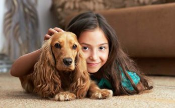 8 solutions to prevent pet allergy