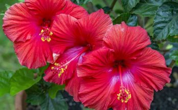 Antibacterial and antifungal property of Hibiscus