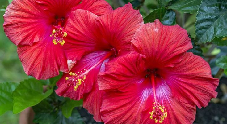 Antibacterial and antifungal property of Hibiscus