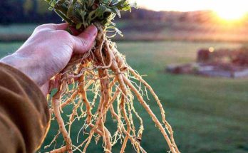 Ashwagandha, the tremendous anti-ageing component