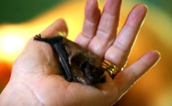 Bats are not at all responsible for Coronavirus pandemic