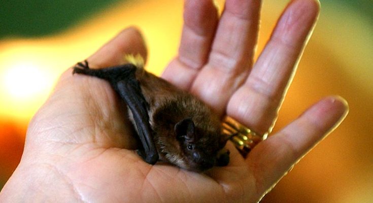 Bats are not at all responsible for Coronavirus pandemic