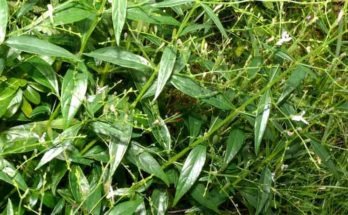 Benefits and usages of Green Chirata (Kalmegh)