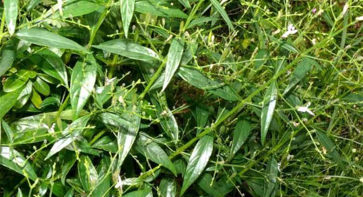 Benefits and usages of Green Chirata (Kalmegh)