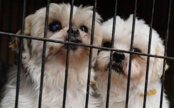 California bans animal torture in the form of Puppy Mills