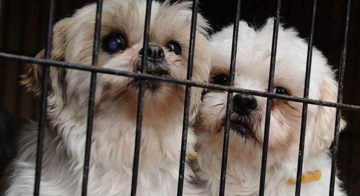 California bans animal torture in the form of Puppy Mills