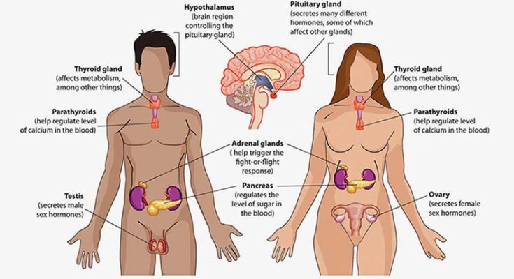 Delaying ageing process in human body – Part III