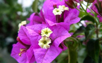 Healing power of Bougainvillea