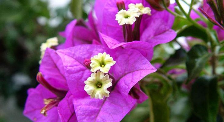 Healing power of Bougainvillea