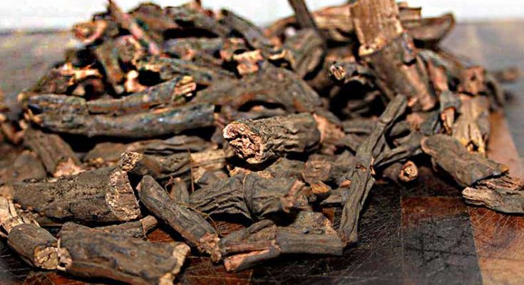 Indian Sarsaparilla has multi-level benefits on human body