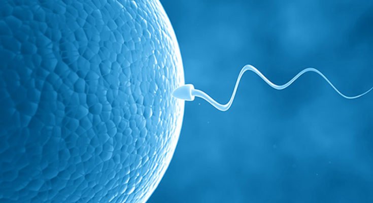 creating-artificial-sperm-and-eggs