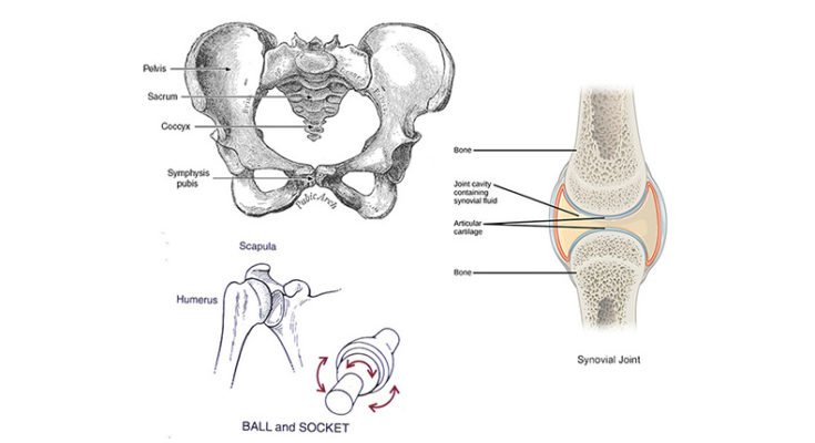 Delaying ageing process in the human body – Part II