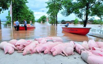 African Swine Fever kills 15,000 domestic pigs in Assam