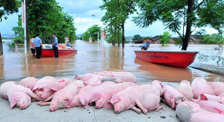 African Swine Fever kills 15,000 domestic pigs in Assam