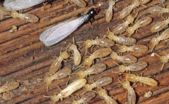 Hazards of Termites in human life