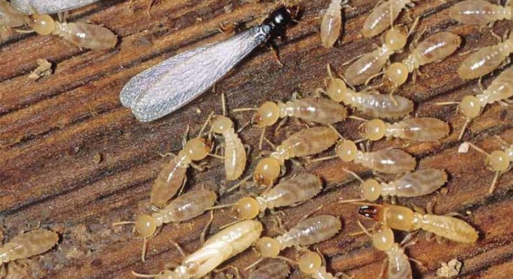 Hazards of Termites in human life