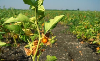 Ingredient in Ashwagandha can damage the infectious protein of COVID-19