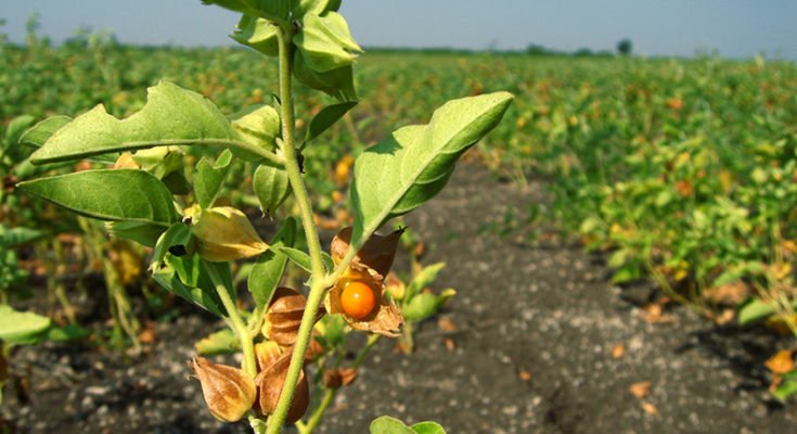 Ingredient in Ashwagandha can damage the infectious protein of COVID-19