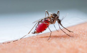 Mosquito Bites may be a Gene factor