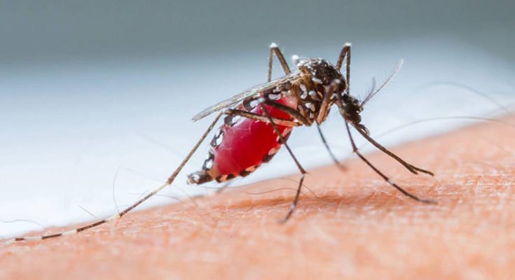 Mosquito Bites may be a Gene factor