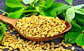 Remarkable health benefits found in Fenugreek, especially long-lasting youth