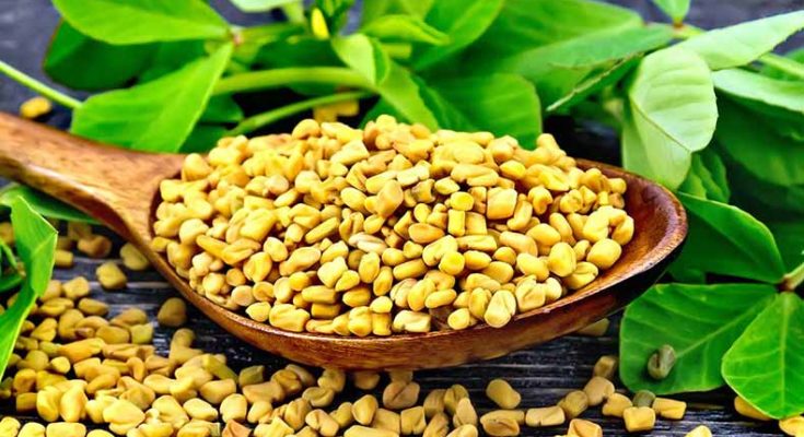 Remarkable health benefits found in Fenugreek, especially long-lasting youth