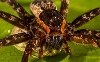 Spider which breathes and eats fishes, toads underwater