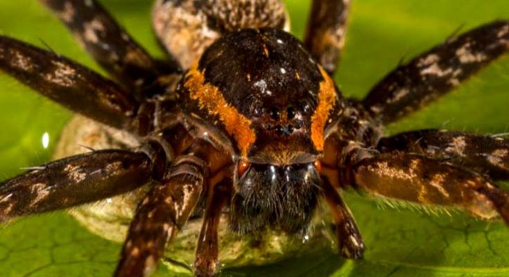 Spider which breathes and eats fishes, toads underwater