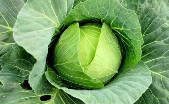 Top 10 amazing health benefits of Cabbage