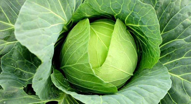 Top 10 amazing health benefits of Cabbage