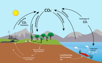 Role of tree to protect climate change and better living