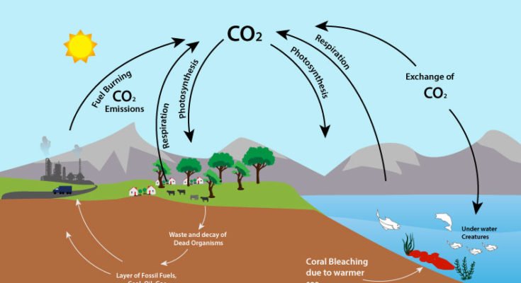 Role of tree to protect climate change and better living