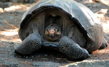 Galapagos tortoise – first time marked after 100 years