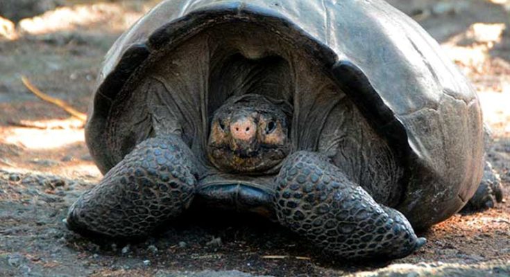 Galapagos tortoise – first time marked after 100 years