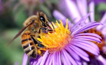 Honey Bees can solve arithmetic problems better than many human