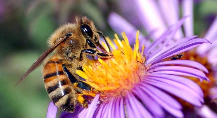 Honey Bees can solve arithmetic problems better than many human