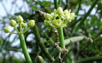 Importance and usefulness of Moon Plant to maintain prolonged youthfulness