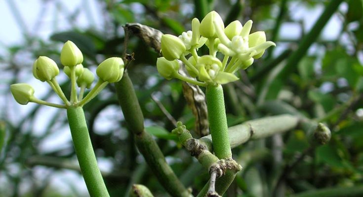 Importance and usefulness of Moon Plant to maintain prolonged youthfulness