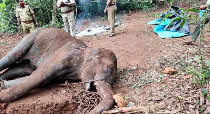 Mallapuram has become the Heaven of Animal Cruelty due to inefficient State Government