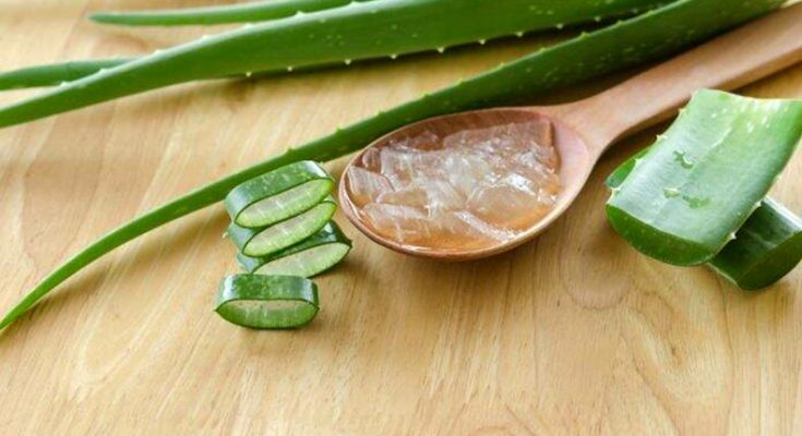 10 important benefits of Aloe Vera Gel for the nourishment of Skin & Hair