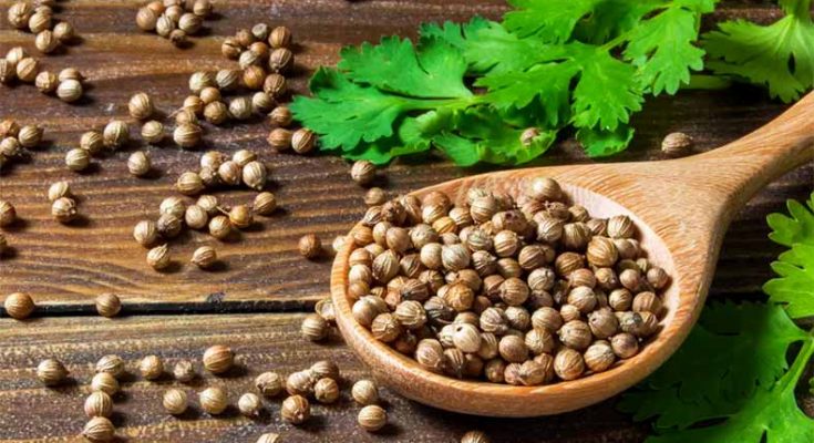 Coriander, an essential ingredient of the kitchen, solves multiple diseases