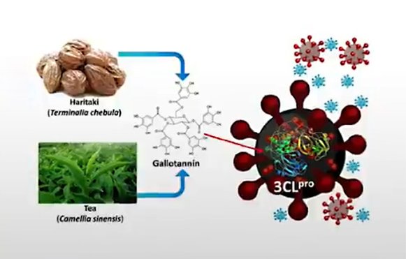 IIT Delhi researched on the therapeutic effects of Tea and Indian hog plum