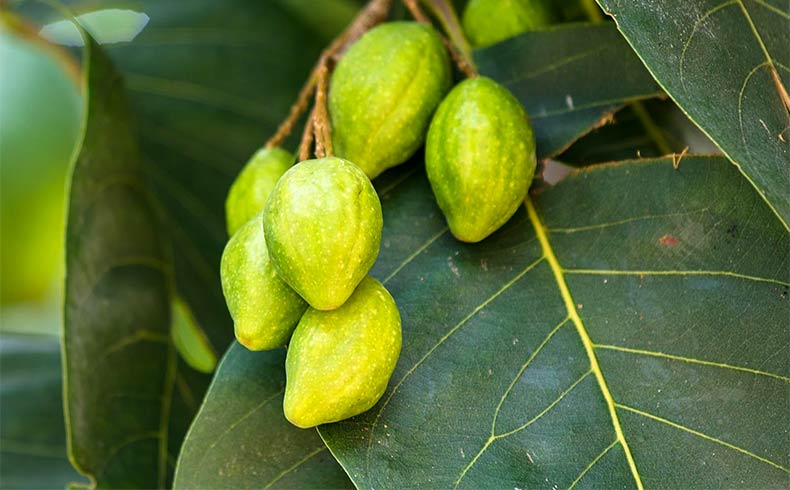 Myrobalan is called as ‘Indian hog plum’ in English, ‘Harad’ in Hindi