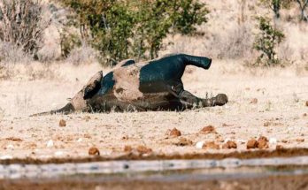 Mysterious deaths of 350 elephants occured in Botswana of Africa