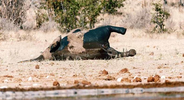 Mysterious deaths of 350 elephants occured in Botswana of Africa