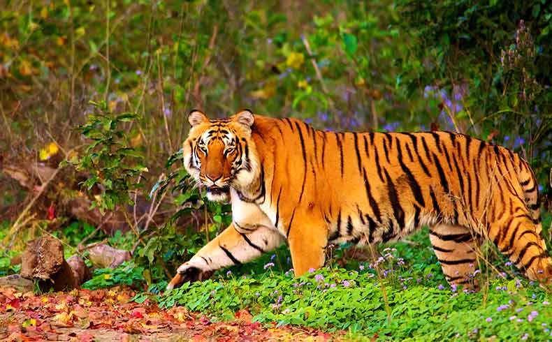 Jim Corbett National Park