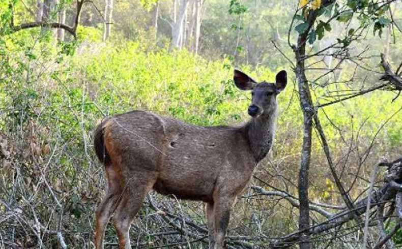 Rajaji National Park